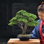 บอนไซ ID766: Tsuyama Hinoki - Broom Style