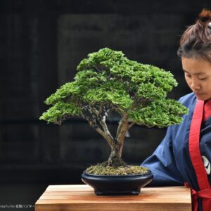 บอนไซ ID766: Tsuyama Hinoki - Broom Style