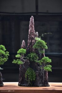 บอนไซ ID783: Ito Shimpaku Rock planting style - Image 2