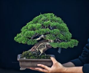 บอนไซ ID774: Ito Shimpaku Shohin - Top Quality - Image 3