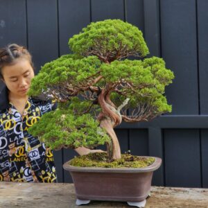 บอนไซ ID770: Itoigawa Shimpaku- material