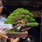 บอนไซ ID774: Ito Shimpaku Shohin - Top Quality