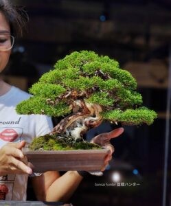 บอนไซ ID774: Ito Shimpaku Shohin - Top Quality