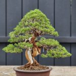 บอนไซ ID782: Ito Shimpaku informal upright