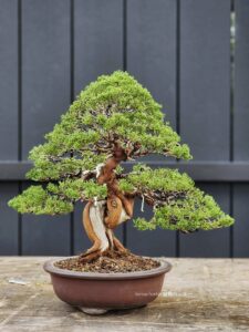 บอนไซ ID782: Ito Shimpaku informal upright