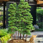 บอนไซ ID779: Tsuyama Hinoki forsst style
