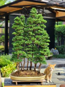 บอนไซ ID779: Tsuyama Hinoki forsst style