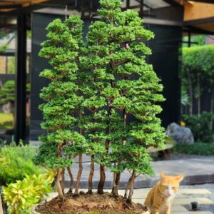 บอนไซ ID779: Tsuyama Hinoki forsst style