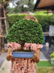 บอนไซ ID780: Tsuyama Hinoki - broom style - Image 3