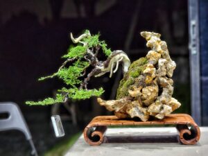 บอนไซ ID783: Ito Shimpaku Rock planting style