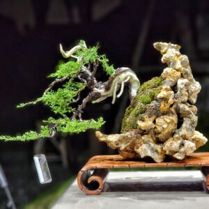 บอนไซ ID783: Ito Shimpaku Rock planting style