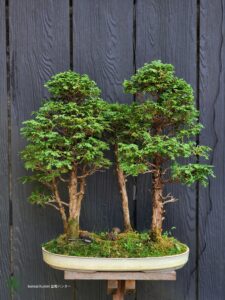 บอนไซ ID781: Tsuyama Hinoki forest style-material