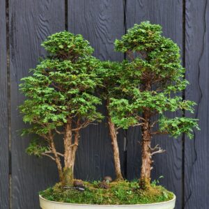 บอนไซ ID781: Tsuyama Hinoki forest style-material