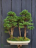 บอนไซ ID781: Tsuyama Hinoki forest style-material