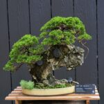 บอนไซ ID784: Shimpaku Rock Planting Style