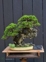 บอนไซ ID784: Shimpaku Rock Planting Style