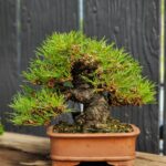 บอนไซ ID786: สน Japanese Black Pine