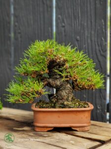 บอนไซ ID786: สน Japanese Black Pine