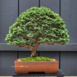 บอนไซ ID780: Tsuyama Hinoki - broom style