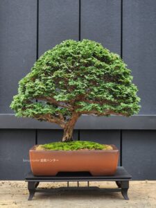 บอนไซ ID780: Tsuyama Hinoki - broom style