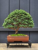 บอนไซ ID780: Tsuyama Hinoki - broom style