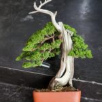 บอนไซ ID799: Shimpaku