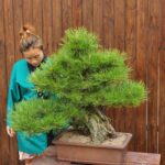 บอนไซ ID798: Shimpaku