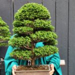 บอนไซ ID800: Hinoki