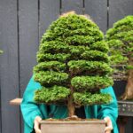 บอนไซ ID801: Hinoki