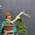 บอนไซ ID802: Shimpaku