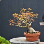 บอนไซ ID804: Maple