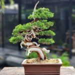 บอนไซ ID807: Itoigawa Shimpaku