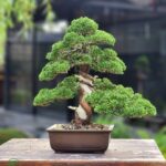 บอนไซ ID806: Shimpaku