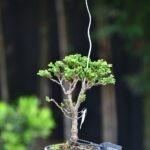 บอนไซ ID808: Sekka​ Hinok