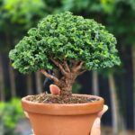 บอนไซ ID809: Sekka Hinoki