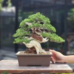 ID805: Ito Shimpaku (Top Quality), Upright style