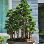 บอนไซ ID810: Master​ Piece​ Hinoki​ forest by Masahiko Kimura