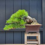 บอนไซ ID816: Japan Black Pine