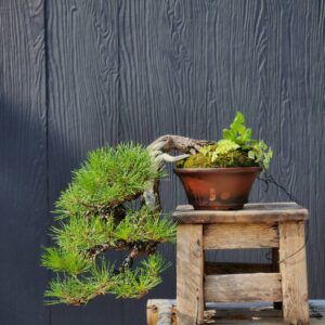 บอนไซ ID817: Japan Black Pine