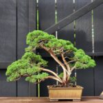 บอนไซ ID815: Shimpaku