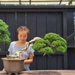 บอนไซ ID814: Shimpaku