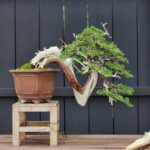 บอนไซ ID812: Shimpaku