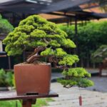 บอนไซ ID811: Shimpaku