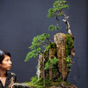 บอนไซ ID900: Kishu​ Shumpaku, Rock planting style