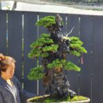 บอนไซ ID821: Itshisuki​ by Master Masahiko Kimura