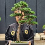 บอนไซ ID828: Tsuyama.​Hinoki​