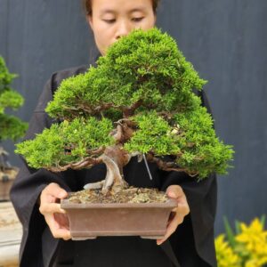 ID825: Ito​ Shimpaku, formal upright style, 35 yrs old​