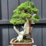 บอนไซ ID826: Shimpaku