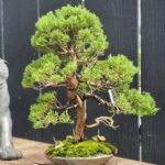 บอนไซ ID834: Itoigawa​ Shimpaku​(material)​