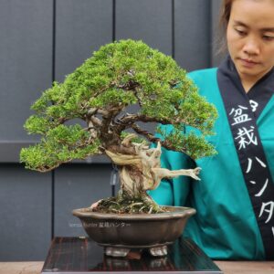 ID831: Itoigawa Shimpaku 40-45 yrs old. (informal upright style)